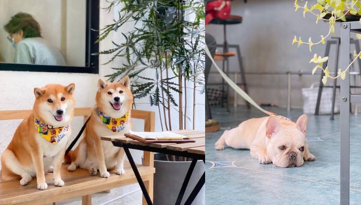 狗狗好去處、寵物友善餐廳、寵物cafe